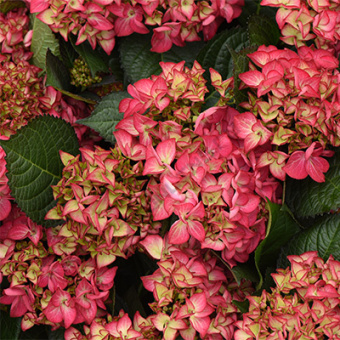 gorten_krupnolist_red_angel