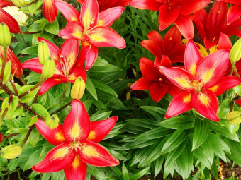 Лилия Азиатская Коста-дель-Соль