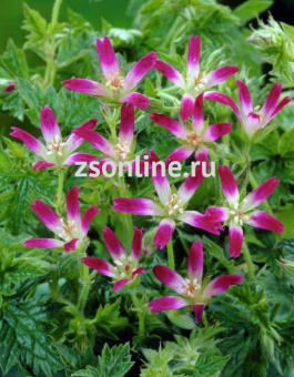 Изображение загружено обработкой по данным файла Excel