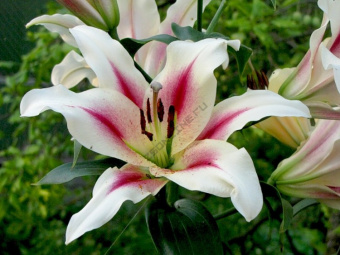 Лилия ОТ-Гибрид Нимфа