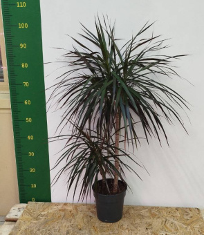 146870 Драцена Маргината