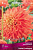 Георгин декоративный Неон Сплендер, 1 шт