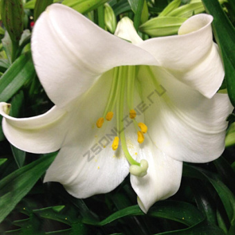 Лилия Лонгифлорум Сноу Квин, 2 шт