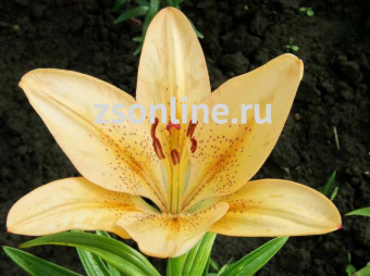 Изображение загружено обработкой по данным файла Excel