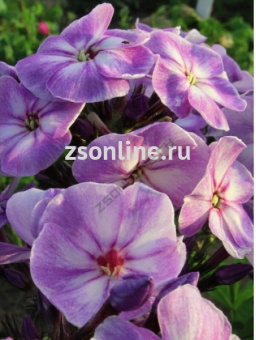 Изображение загружено обработкой по данным файла Excel