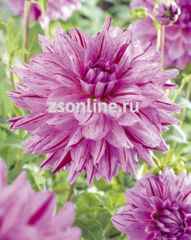 Изображение загружено обработкой по данным файла Excel