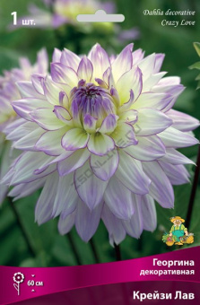 Георгин декоративный Крейзи Лав