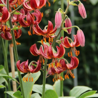 Лилия Клод Шрайд