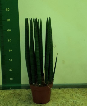 Сансевиерия Лауренти 19/70