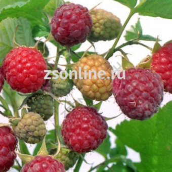 Изображение загружено обработкой по данным файла Excel