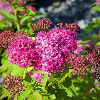 spirea_japan_neon_flash