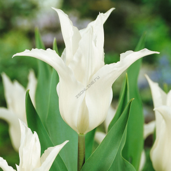 eirivtyseot25pask2dx