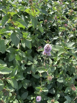 Мята перечная Лаванда/К