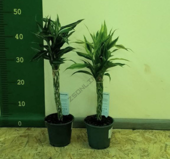 Драцена Сандериана переплетенная микс D12 H50 см