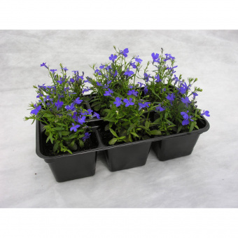 Лобелия микс Е10