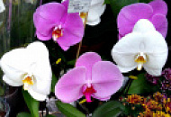 В продаже снова появилась орхидея Синголо!
