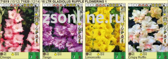 Гладиолус Ruffle Flowering 1, 71520, 1 шт