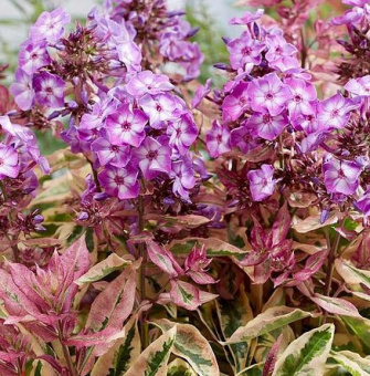 Флокс метельчатый Олимпус