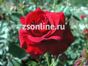 Изображение загружено обработкой по данным файла Excel