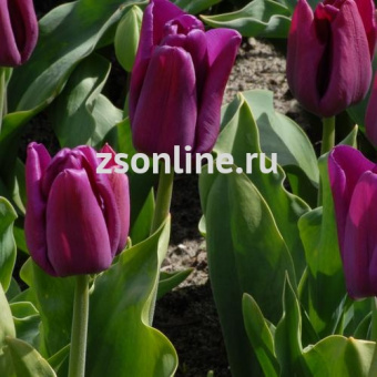 Изображение загружено обработкой по данным файла Excel