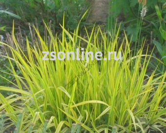 Изображение загружено обработкой по данным файла Excel