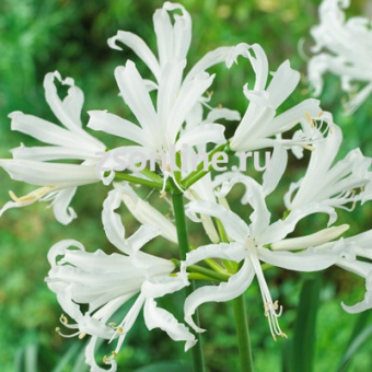 Изображение загружено обработкой по данным файла Excel