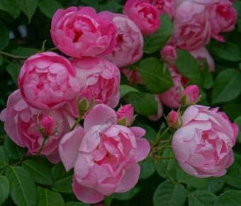 Роза плетистая Раубриттер/ЦКор