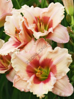 Лилейник гибридный Розанна