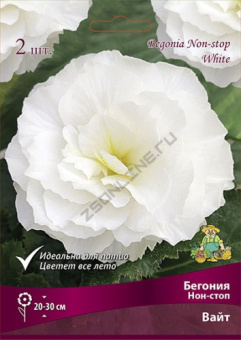 begonia_non_stop_white_kaper