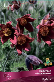 prostrel_obyknov_rubra_kaper