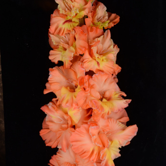 Гладиолус Ирина Слуцкая