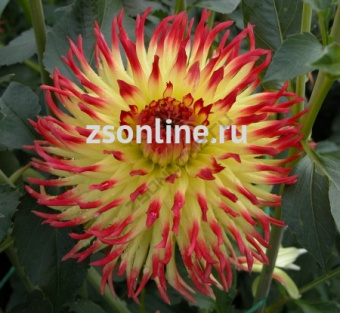 Изображение загружено обработкой по данным файла Excel