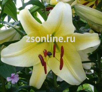 Изображение загружено обработкой по данным файла Excel