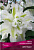 Лилия Восточная махровая Дабл Людвиг, белый с зеленоватой полосой по центру лепестков,1 шт