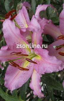 Изображение загружено обработкой по данным файла Excel