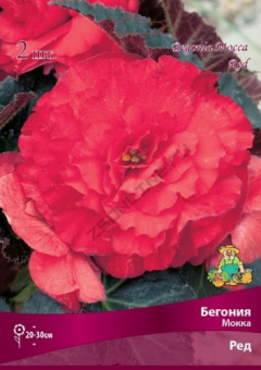 begonia_mokka_red_kaper