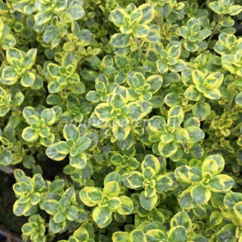 Тимьян (Чабрец) лимоннопахнущий Лимон (Р9)