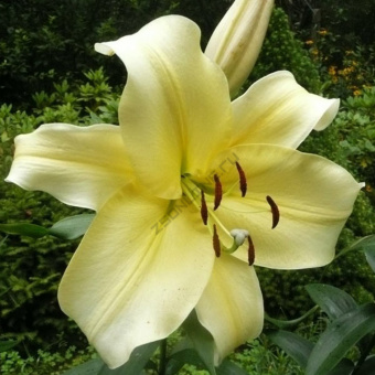 Лилия ОТ-Гибрид Биг Бразер