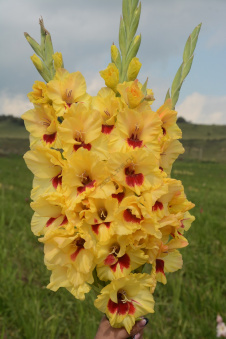 Гладиолус Контраст