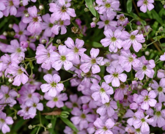 Гипсофила ползучая Розея/К