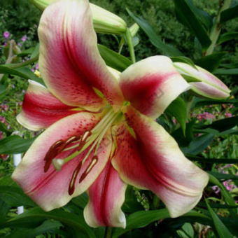 Лилия ОТ-Гибрид Холланд Бьюти