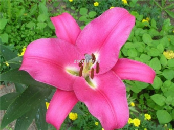 Изображение загружено обработкой по данным файла Excel