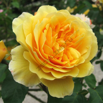 Роза английская парковая Грэхэм Томас