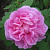 Роза канадская парковая Тереза Багнет V 4л
