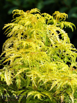 Бузина черная Голден Тауэр