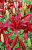 Лилия Азиатская Нероне, тёмно-красный с крапом,диаметр 15 см, 2 шт