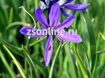 Изображение загружено обработкой по данным файла Excel