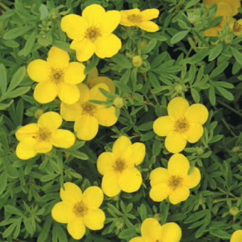 lapchatka_kustar_elisabeth