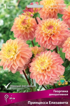 Георгин декоративный Принцесса Елизавета, нежно-абрикосовый, центр нежно-жёлтый, 1 шт
