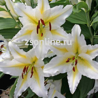 Изображение загружено обработкой по данным файла Excel